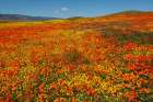 Hillside filled with Goldfields and California poppies near Lancaster and Antelope Valley Art Print